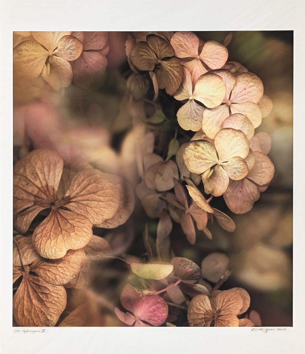 KIM KAUFFMAN - HYDRANGEAS II - PHOTOGRAPHY - 22 X 23